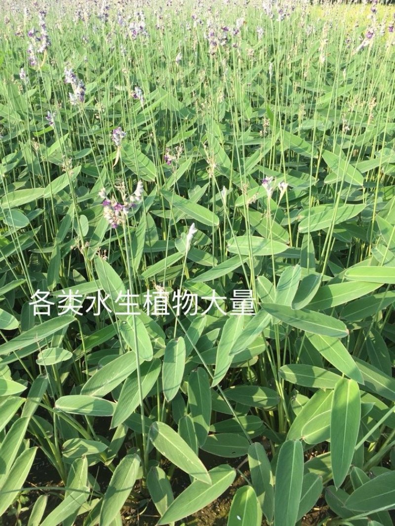 再力花水生植物基地直销物美价廉