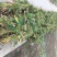 再力花水生植物基地直销物美价廉