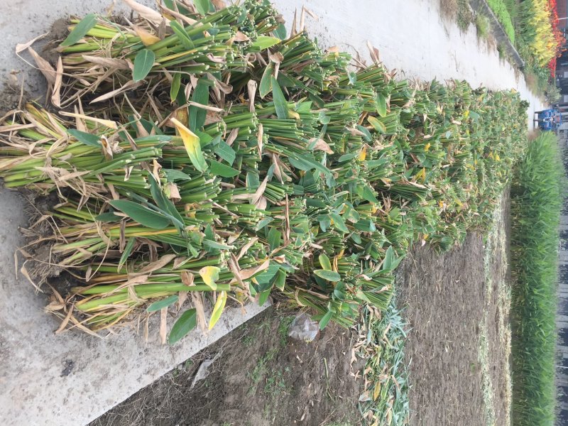 再力花水生植物基地直销物美价廉