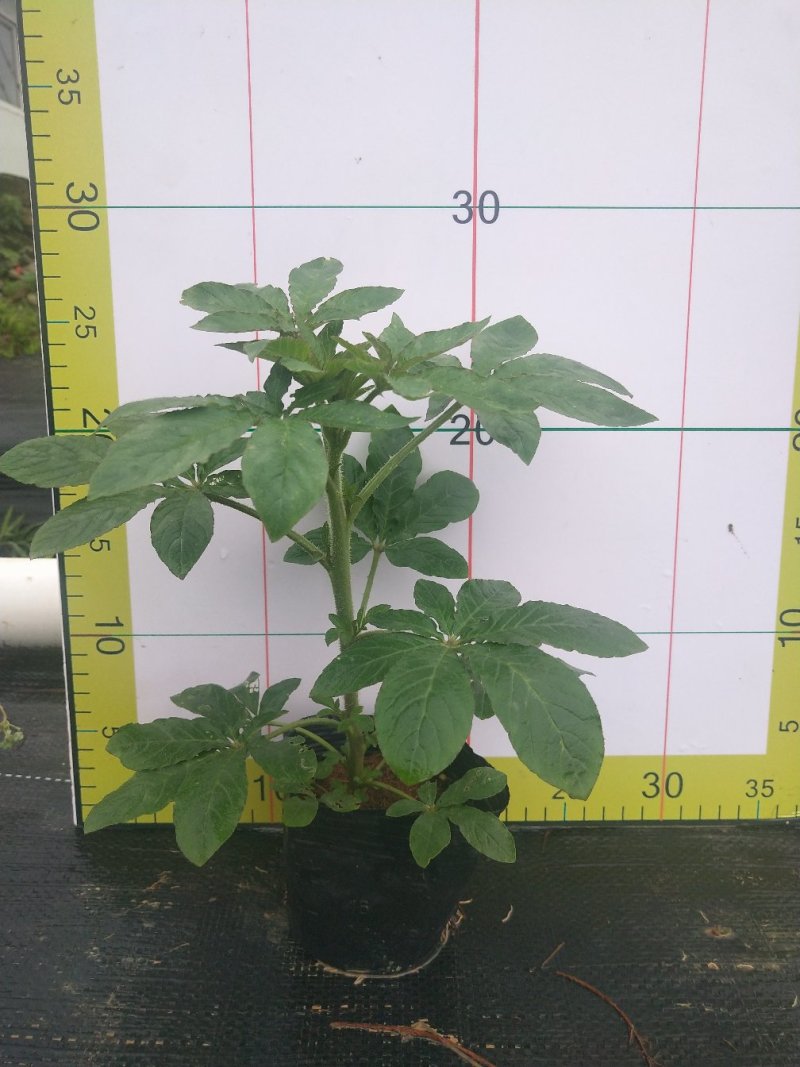 醉碟花，广东省佛山基地直销