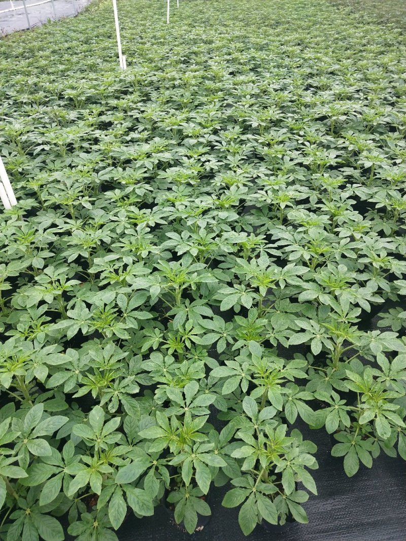 醉碟花，广东省佛山基地直销