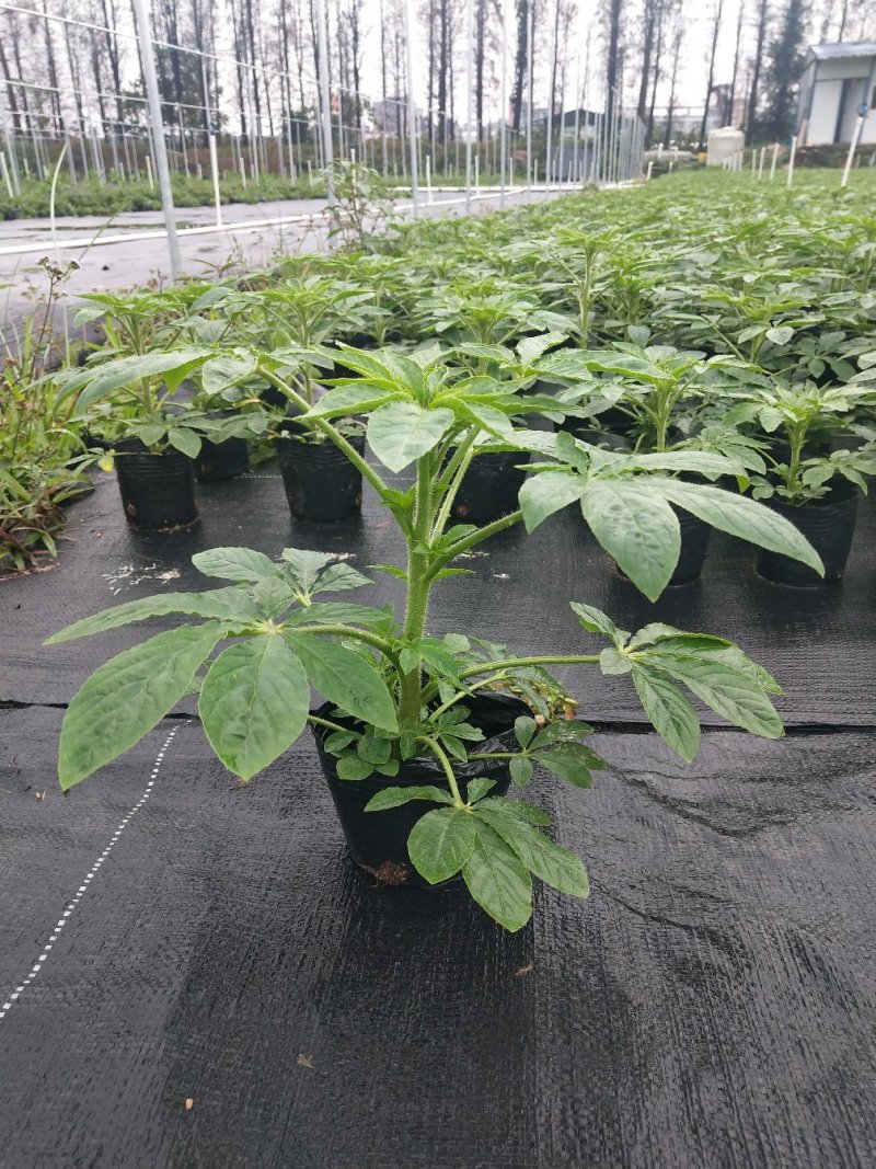 醉碟花，广东省佛山基地直销