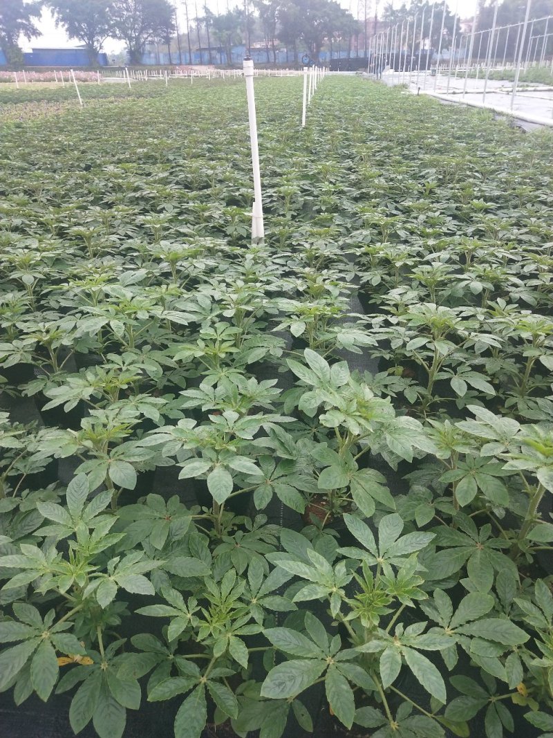 醉碟花，广东省佛山基地直销