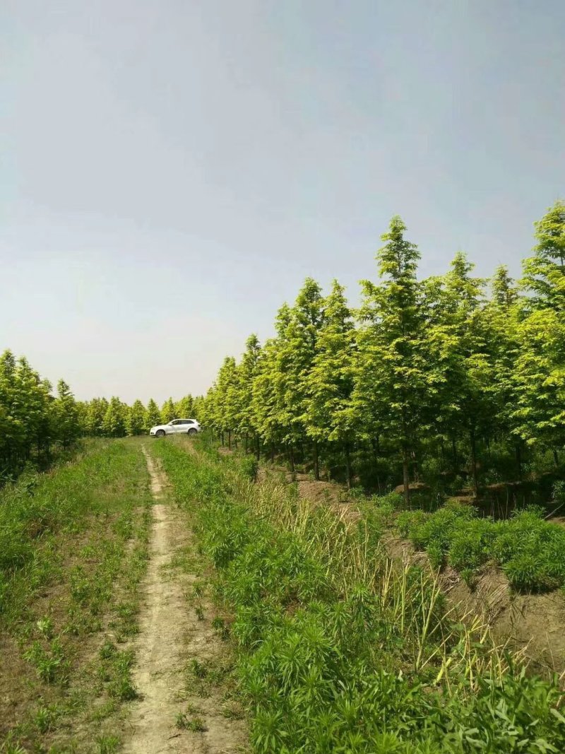 精选金叶水杉黄叶水杉苗圃大量供应8+18公分金叶水杉