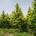 精选金叶水杉黄叶水杉苗圃大量供应8+18公分金叶水杉