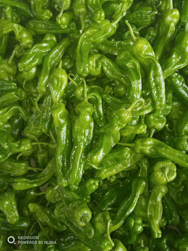 芜湖椒(薄皮椒)品相好黄薄皮量大走货快