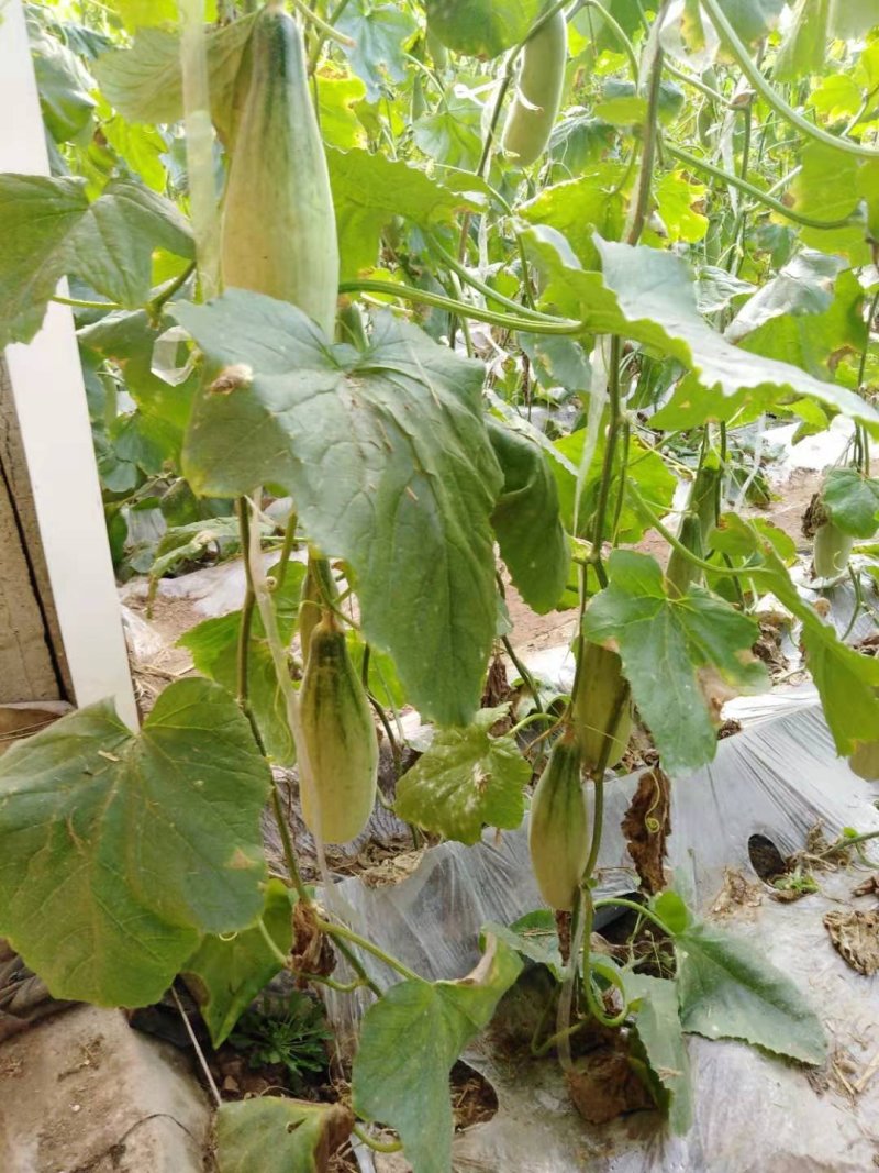 山东羊角蜜大量上市，甘甜可口食品，诚招全国客商，欢迎