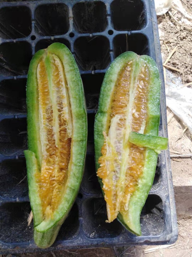 山东羊角蜜大量上市，甘甜可口食品，诚招全国客商，欢迎