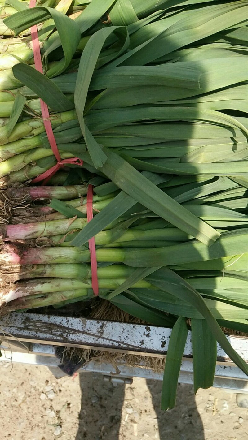 红根蒜苗