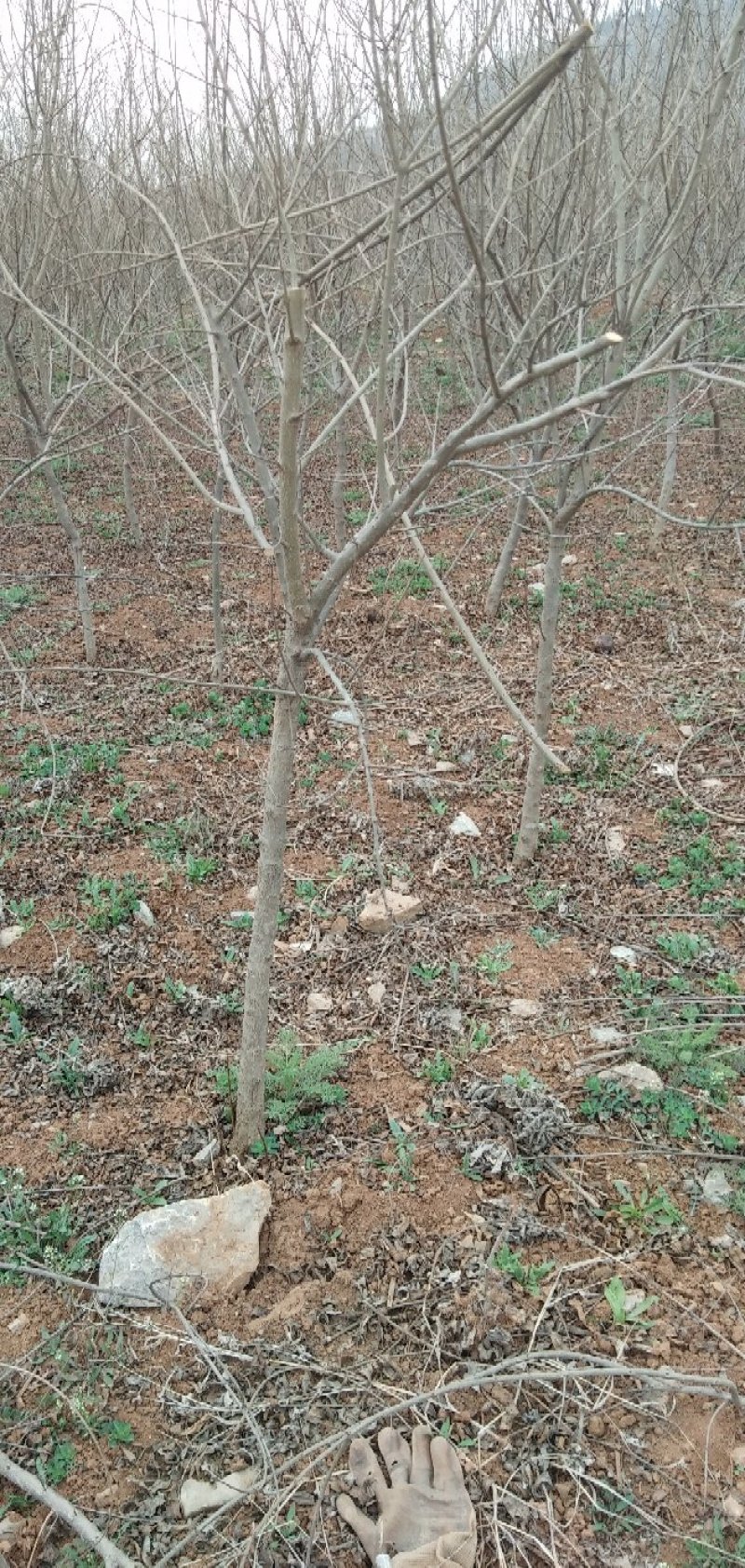 石榴树苗2-6公分，品种大马牙红袍软子牧羊红