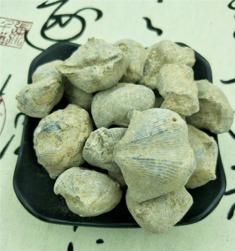 石燕石燕子大石燕燕子石中药材