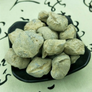 石燕石燕子大石燕燕子石中药材