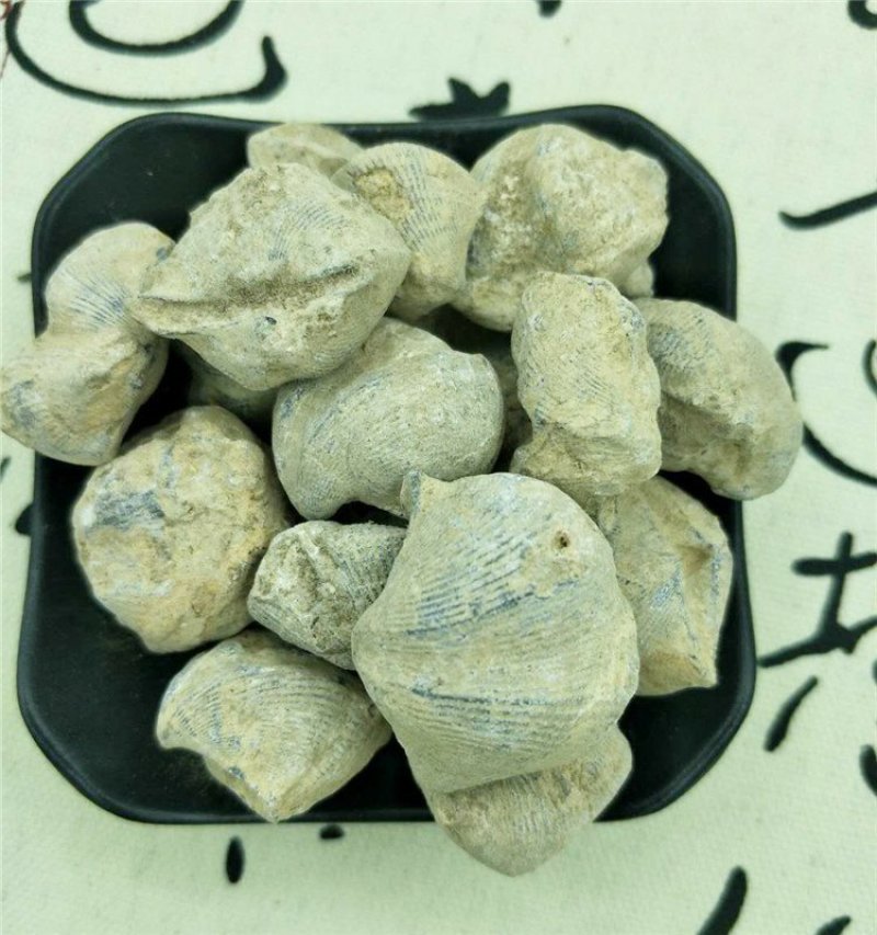 石燕石燕子大石燕燕子石中药材