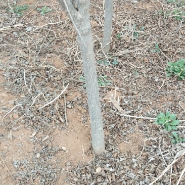 石榴树苗2-6公分，品种大马牙红袍软子牧羊红
