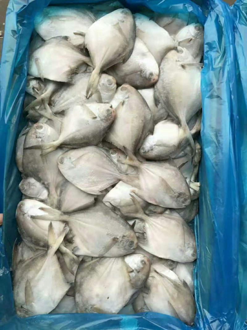 银鲳鱼，全规格，单冻，，，，