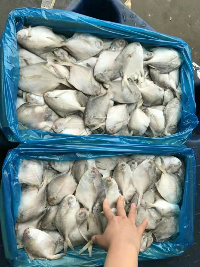 银鲳鱼，全规格，单冻，，，，