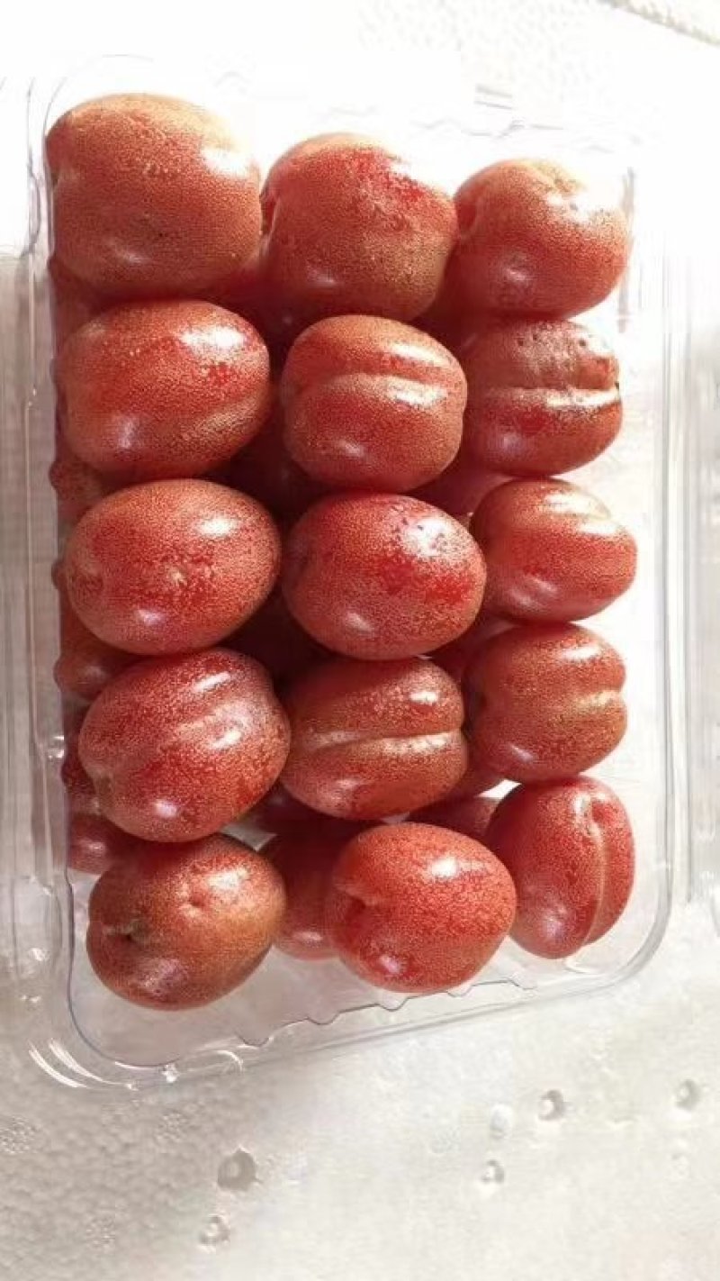 羊奶果苗