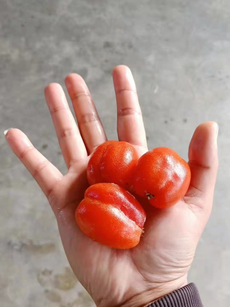 羊奶果苗