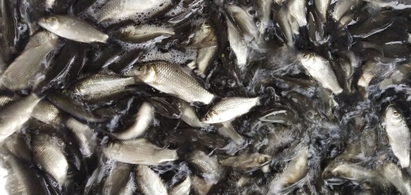 鲫鱼苗，银鲫鱼，中科三号鲫