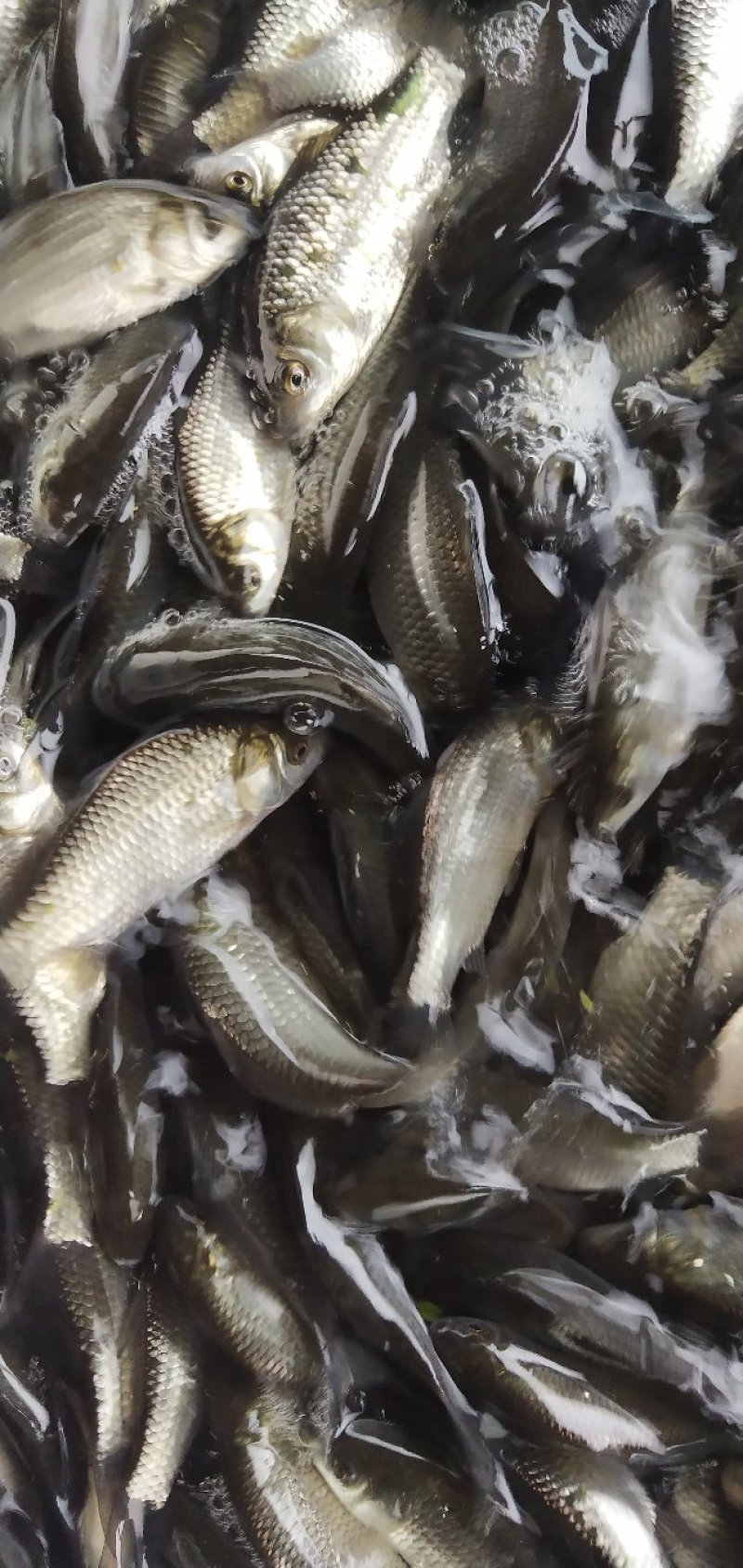 鲫鱼苗，银鲫鱼，中科三号鲫