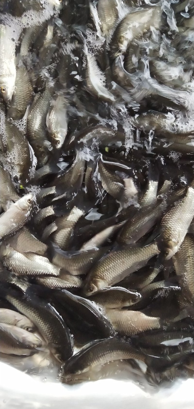 鲫鱼苗，银鲫鱼，中科三号鲫