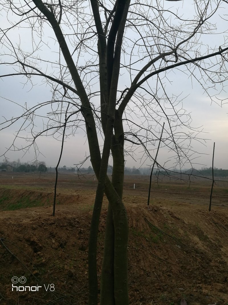 朴树