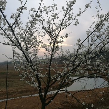 李子树