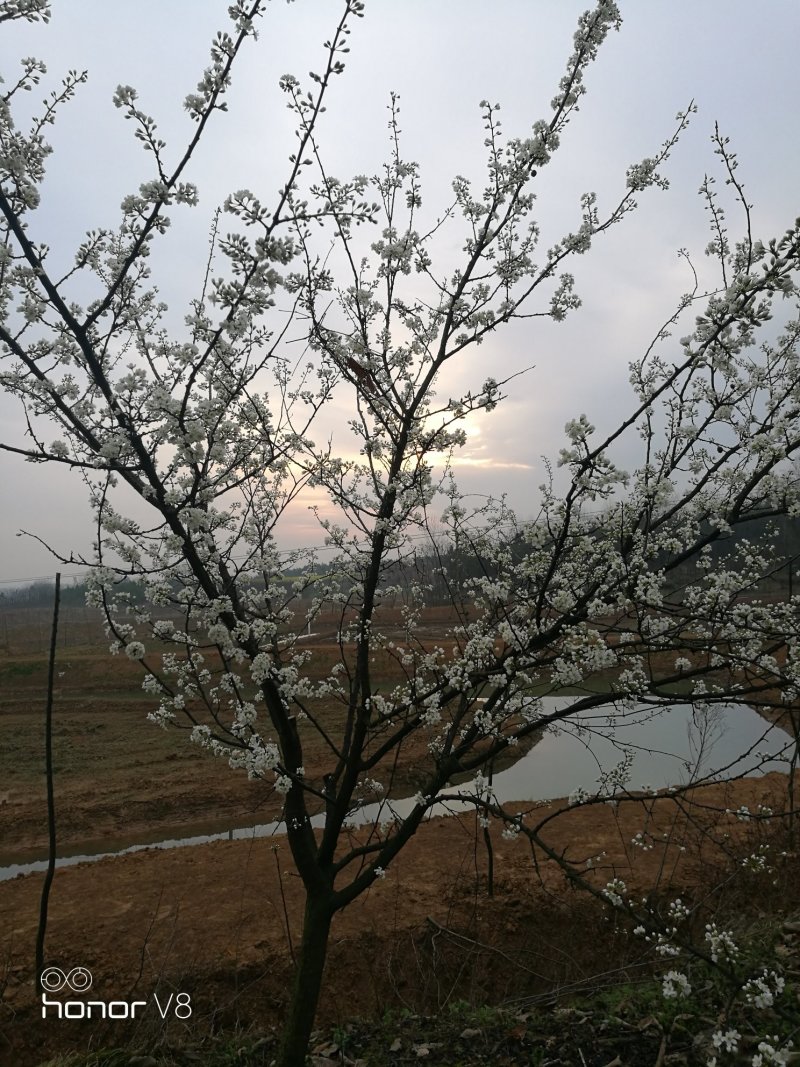 李子树