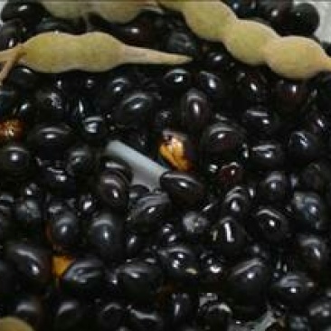山豆根种子