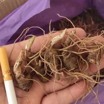 重楼苗货到付款保证成活率