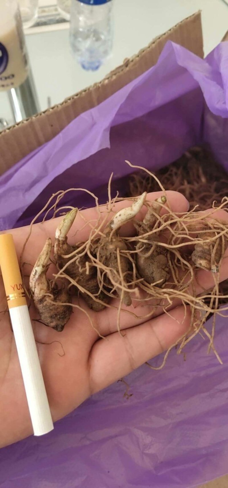 重楼苗货到付款保证成活率