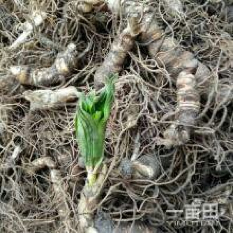 重楼苗货到付款保证成活率