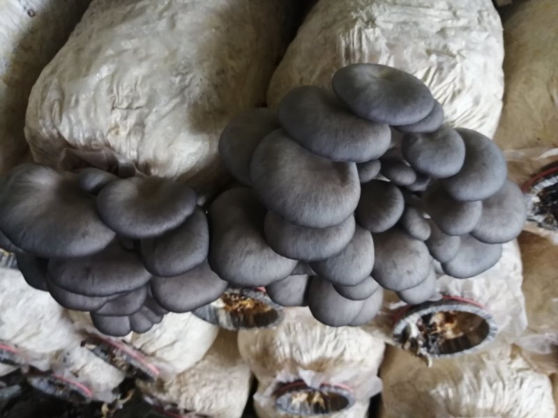 食用菌鲜货