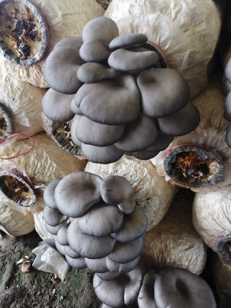 食用菌鲜货