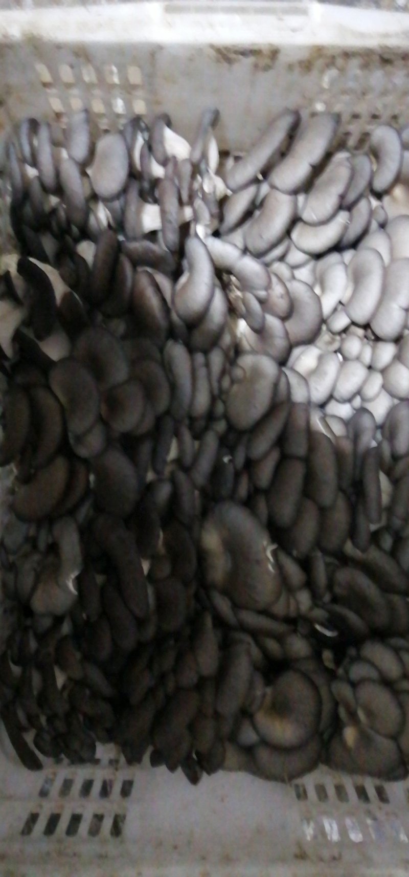 食用菌鲜货