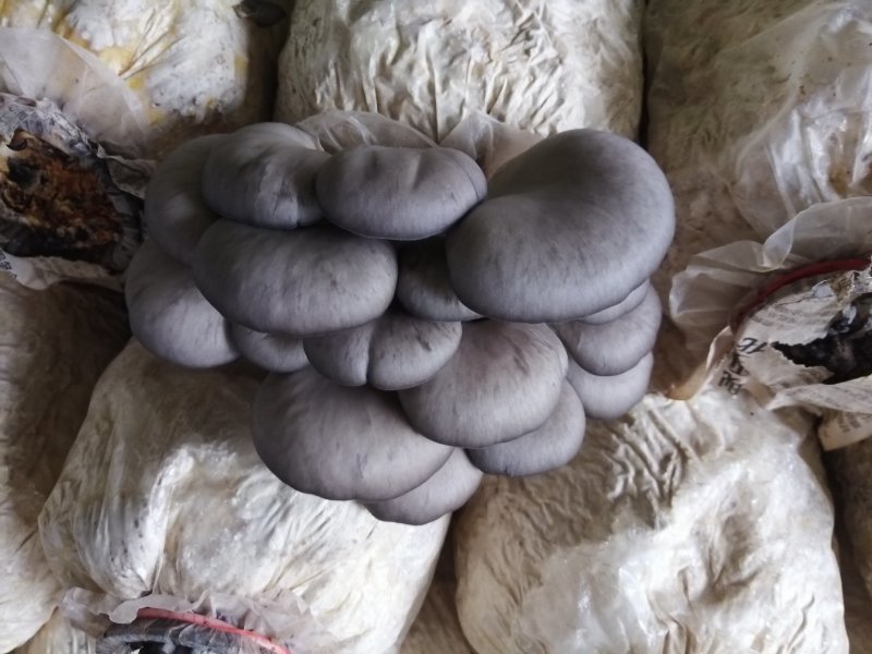 食用菌鲜货