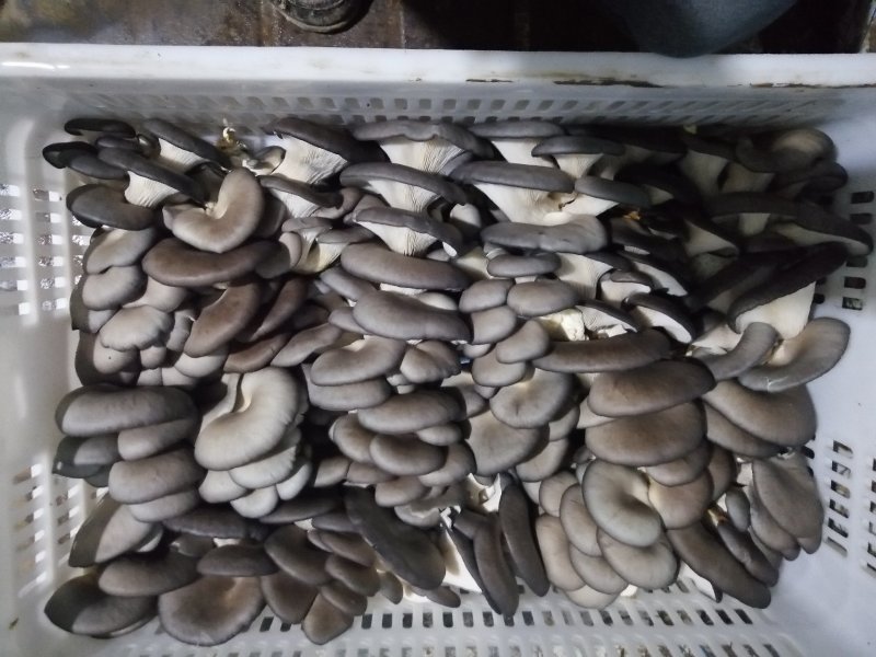 食用菌鲜货