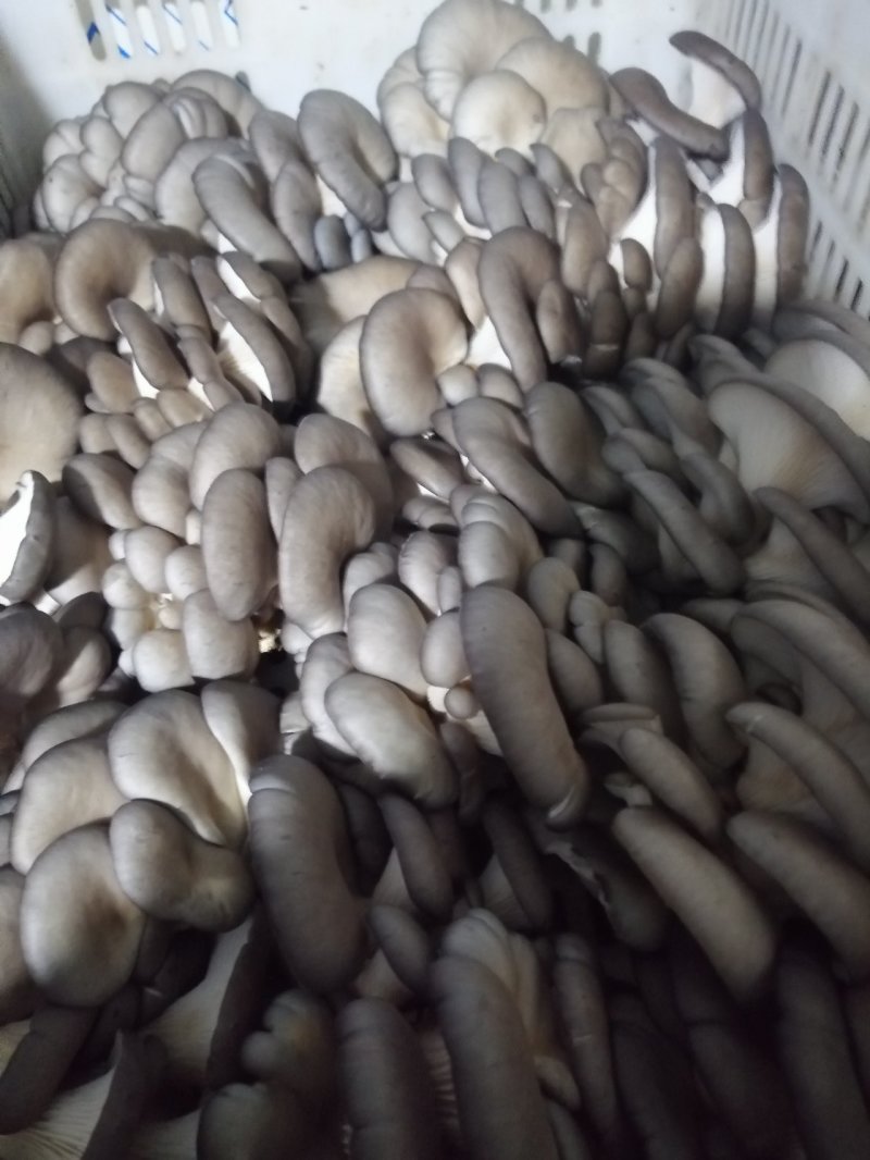 食用菌鲜货