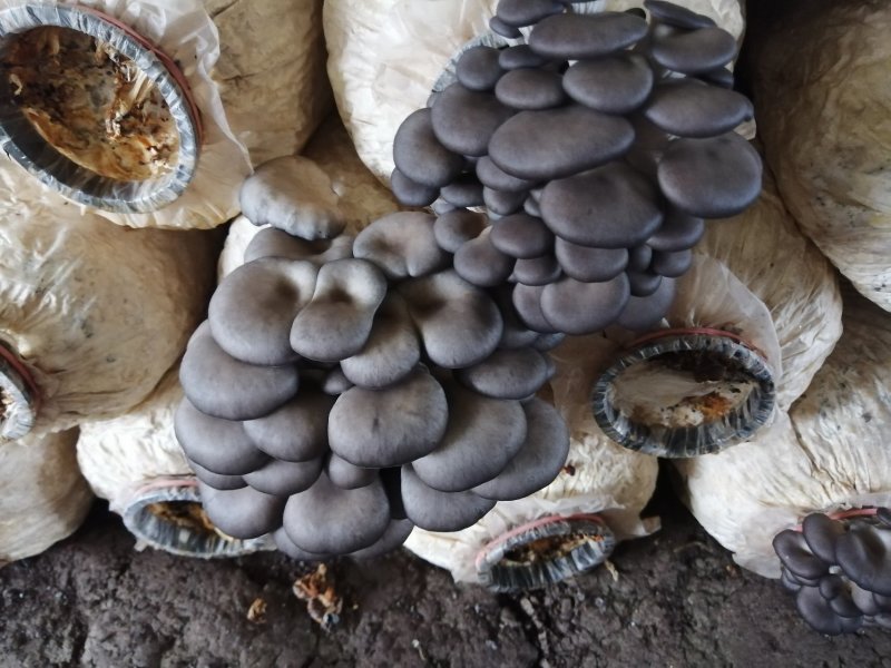 食用菌鲜货