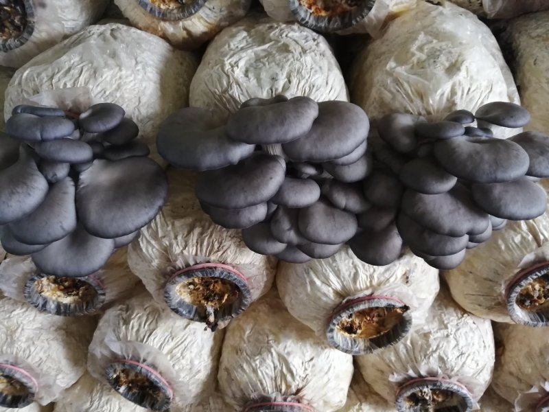 食用菌鲜货