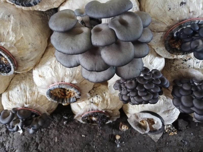 食用菌鲜货