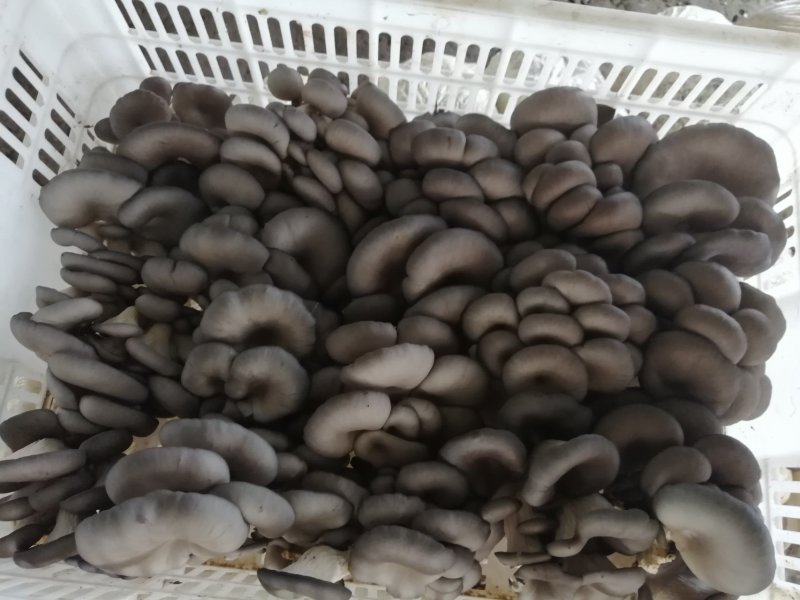 食用菌鲜货