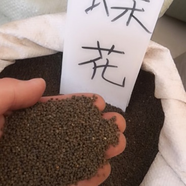 醉蝶花，