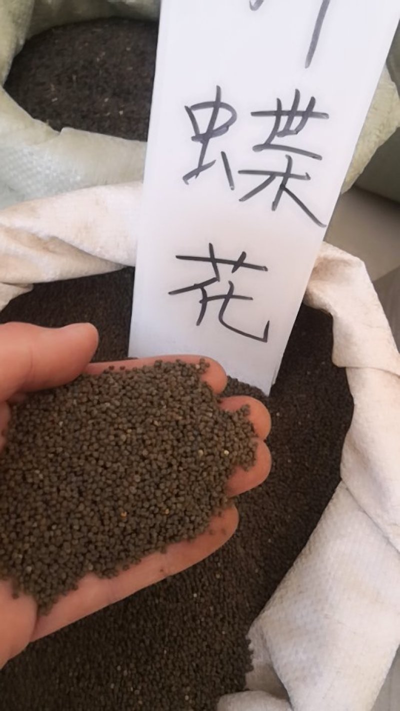 醉蝶花，