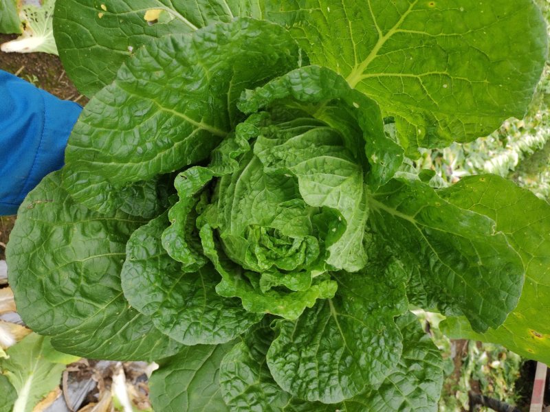 广西横县白菜春白菜黄心白菜大白菜