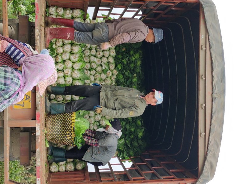 广西横县白菜春白菜黄心白菜大白菜