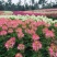 醉蝶花，