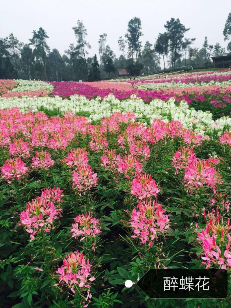 醉蝶花，