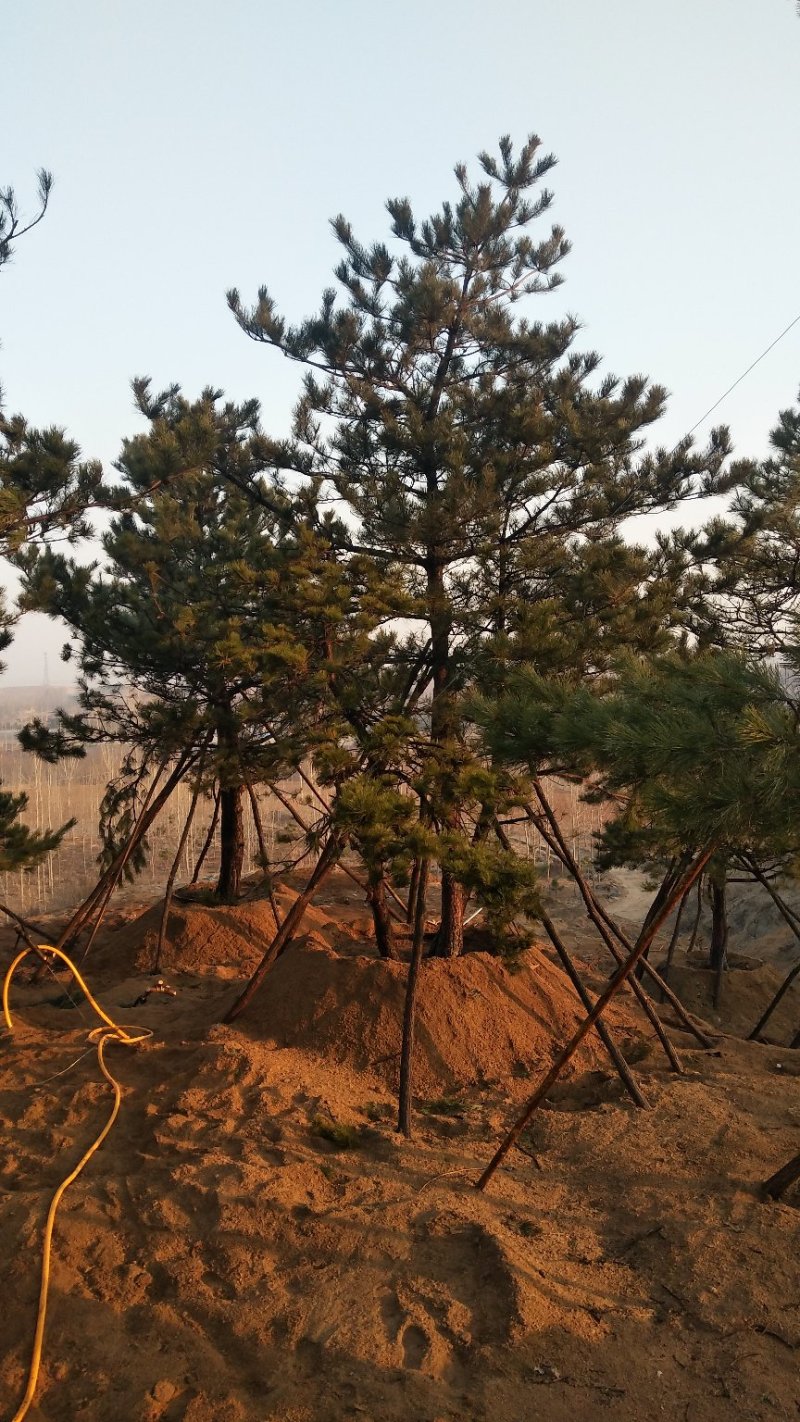 造型松