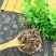 石莽草雷公须四季红小红草太阳草中药材